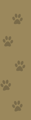 Image: Paw Prints